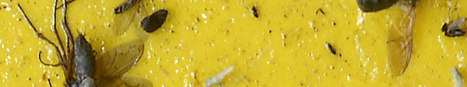 Gelbfalle mit Insekten ©DLR